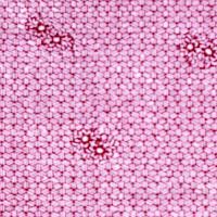 鯉口・割付に桜(凧人オリジナル)